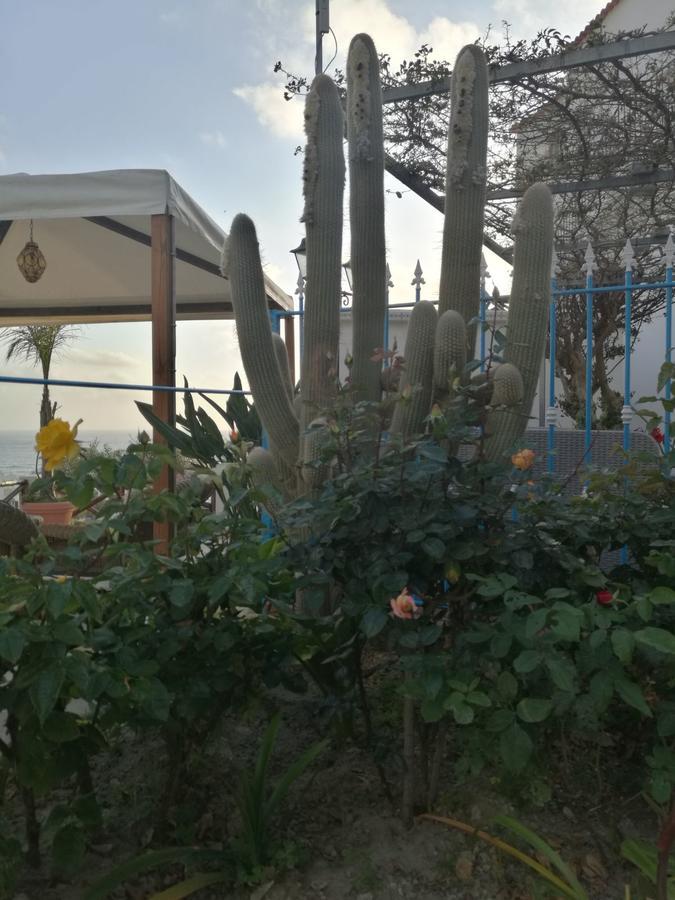 Villa Loreta Forio di Ischia Eksteriør bilde